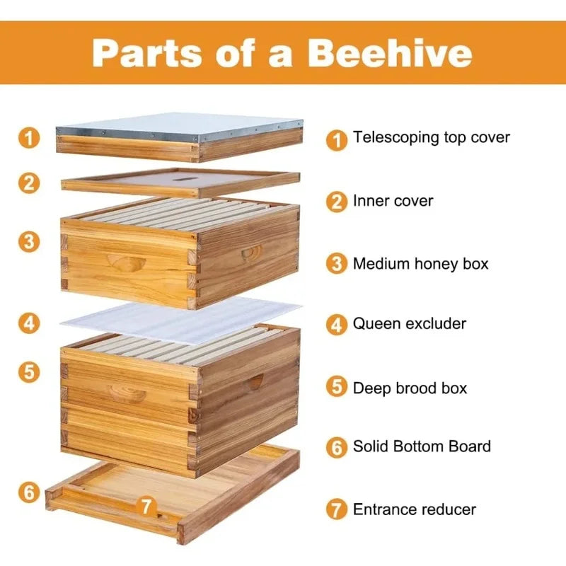 Complete 8 Frame Beehive Kit with Beeswax Coating, Includes Frames and Foundation Sheets for All Beekeeping Levels