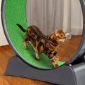 Pet 39-inch Indoor Cat Exercise Wheel Treadmill Cat Wheel Exerciser With Carpeted Runway