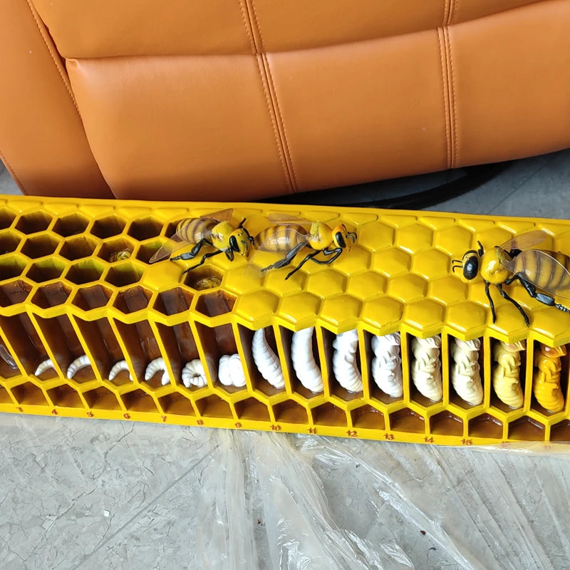 Große Bienen-Lebenszyklus-Form, Bienenzucht-Bildungs-Lehrform, GFK-Glasfaserverstärktes Kunststoffmaterial, Bienen-Lebenszyklus-Form
