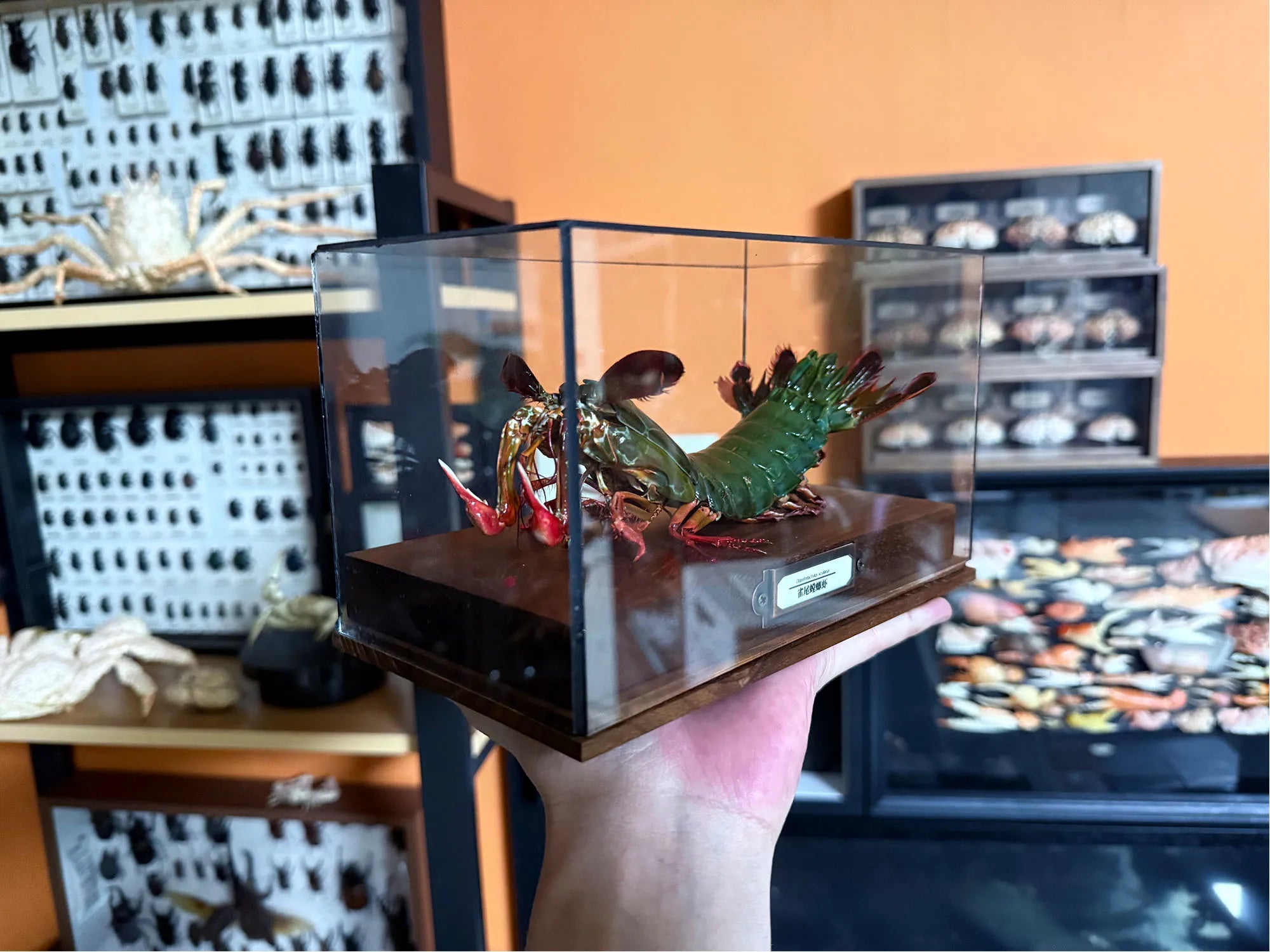 Odontodactylus Scyllarus Männliches echtes Exemplar, besonderes Kunsthandwerk, Sammlerstück, Heimdekoration, Ornament, Schreibtischdekoration, individuell