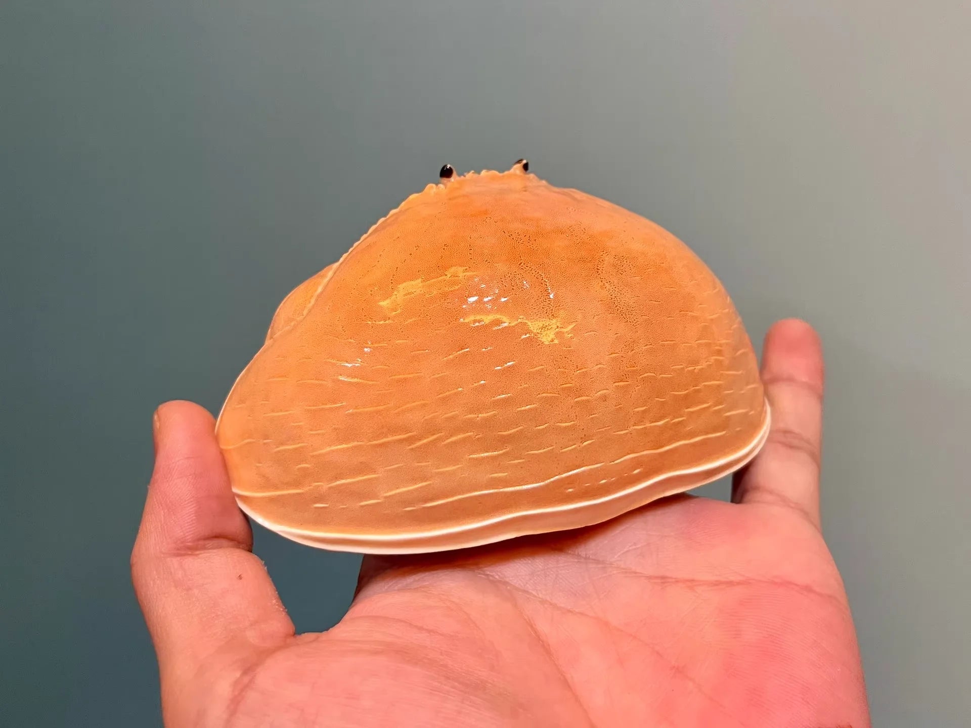 Calappa Calappa Real Crab Specimen Special Handicrafts Collectors Ornament Desk Decoration Customized