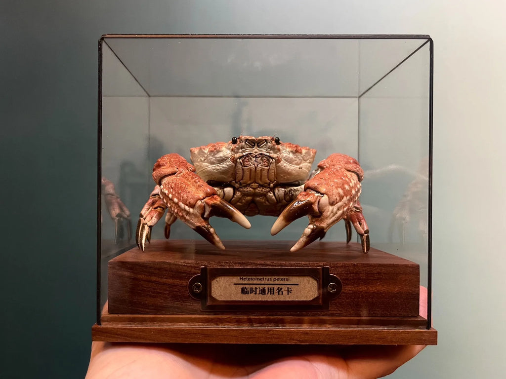 Demania Baccalipes Real Crab Specimen Special Handicrafts Collectors Home Decor Ornament Desk Decoration Customized