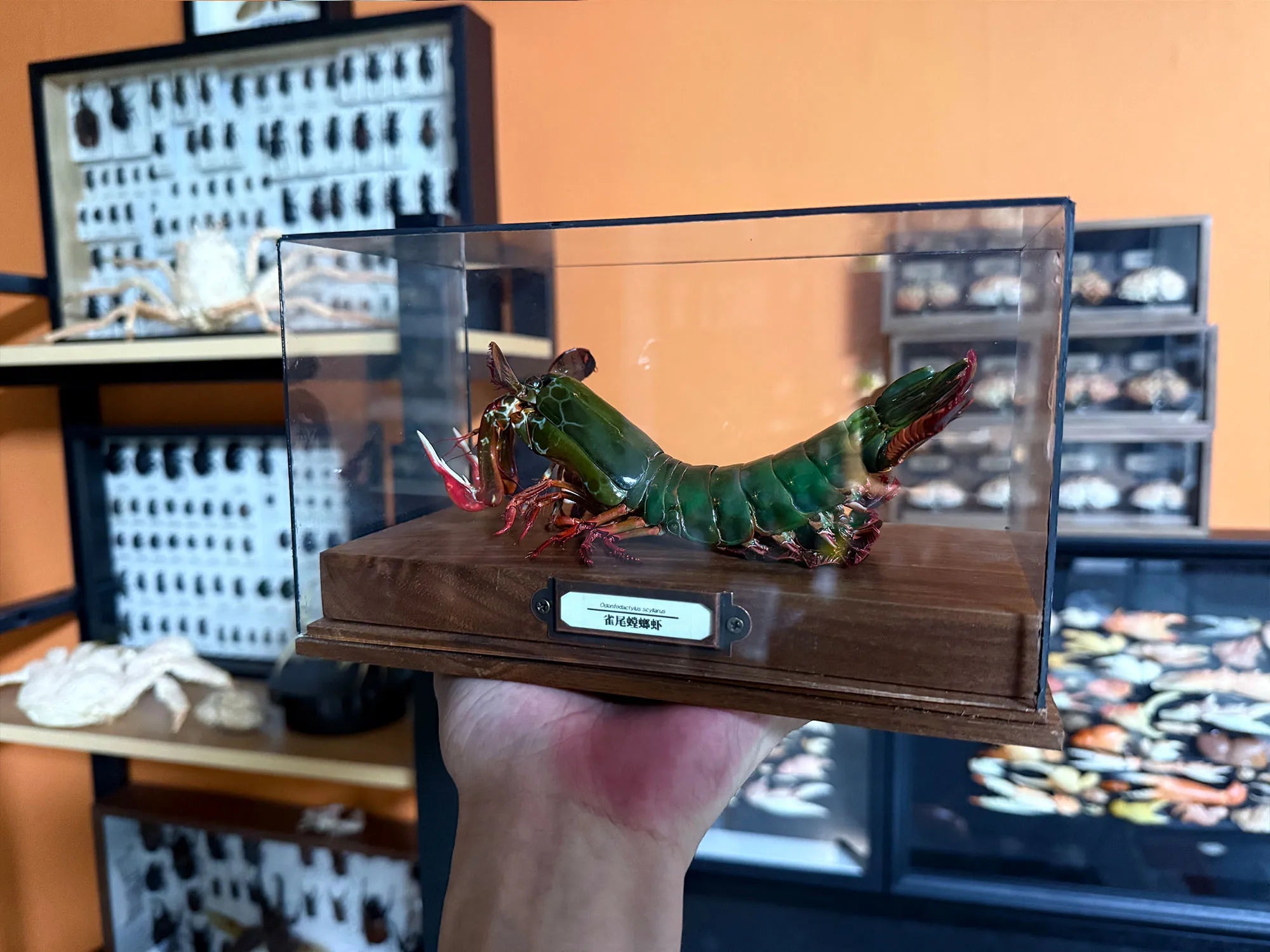 Odontodactylus Scyllarus Männliches echtes Exemplar, besonderes Kunsthandwerk, Sammlerstück, Heimdekoration, Ornament, Schreibtischdekoration, individuell