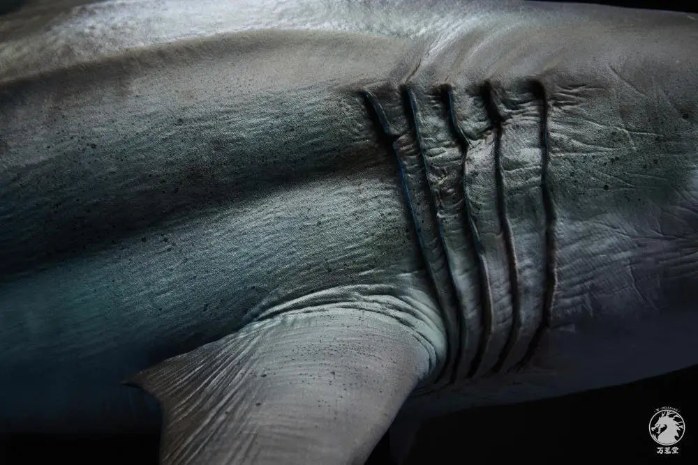 In Stock W-DRAGON Megalodon Model 1/35 45cm Static Statue Carcharocles Megalodon Paleontology Undersea Behemoth
