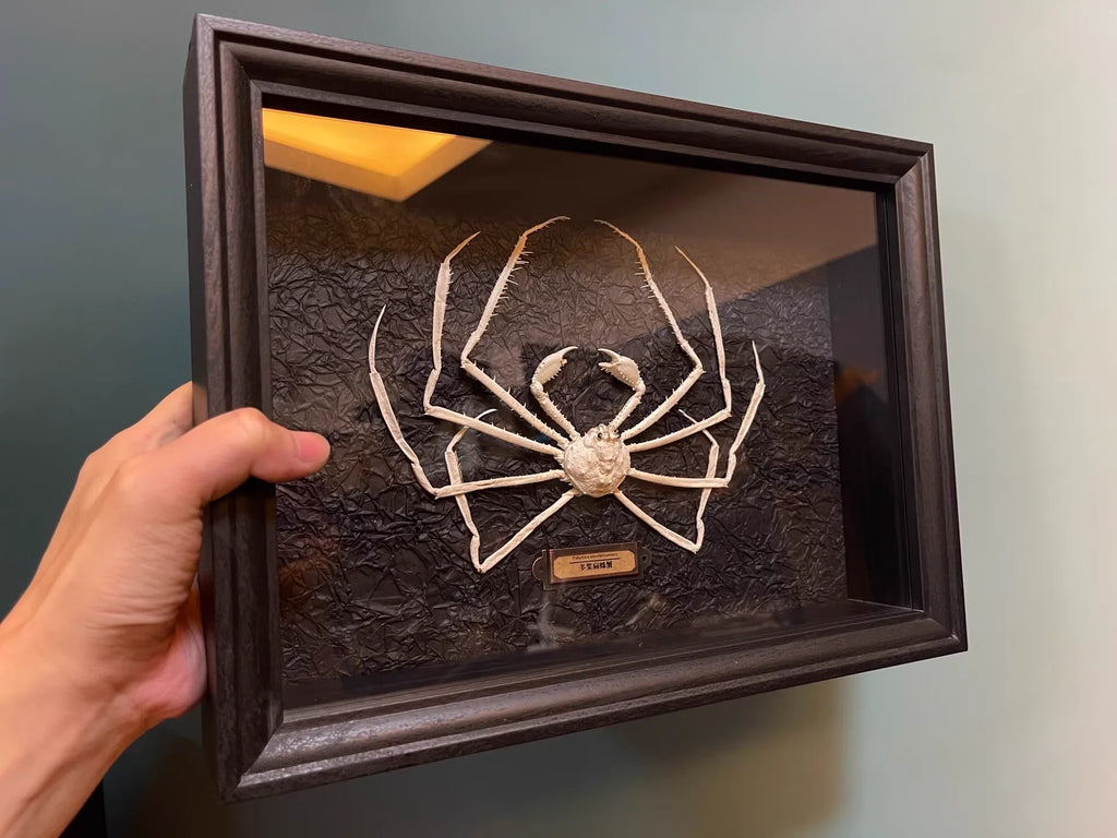 Platymaia Wyvillethomsoni Real Crab Specimen Special Handicrafts Collectors Home Decor Ornament Desk Decoration Customized