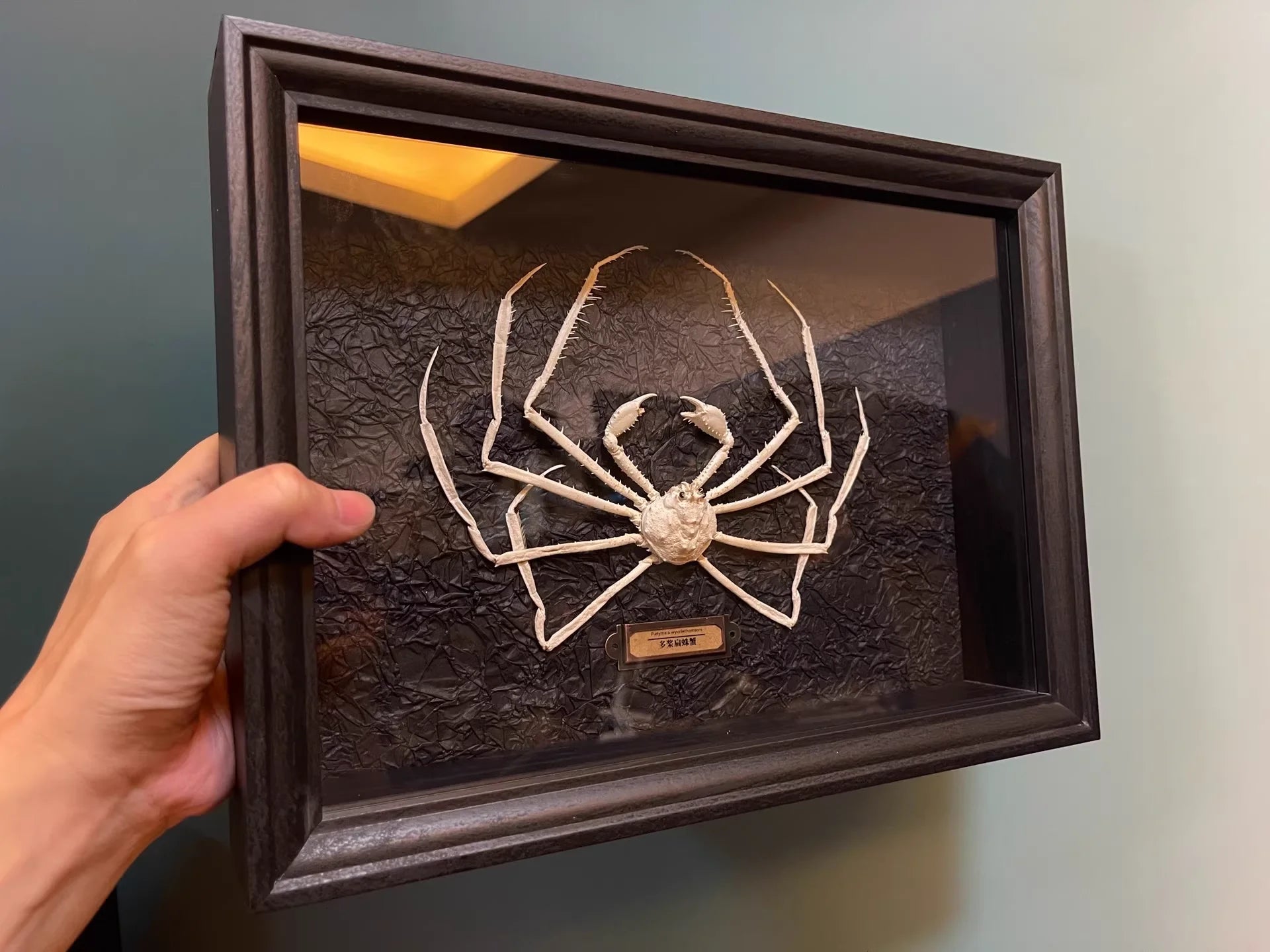 Platymaia Wyvillethomsoni Real Crab Specimen Special Handicrafts Collectors Home Decor Ornament Desk Decoration Customized