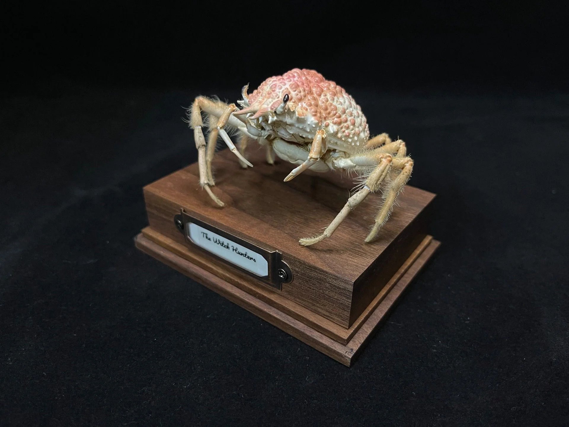 Maja Kominatoensis Real Crab Specimen Special Handicrafts Collectors Home Decor Ornament Desk Decoration Customized