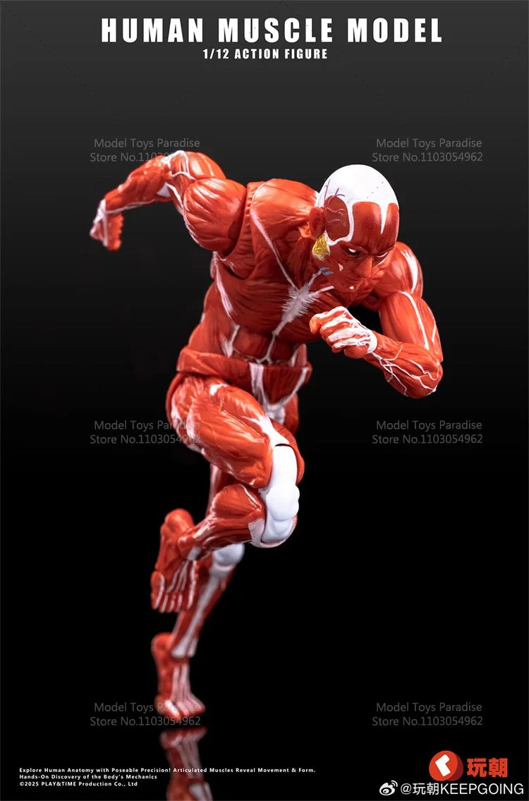 1/12 Collectible Toys Super Movable Human Muscle Painting Skeleton Soldier 6Inches Action Figure Model Gifts