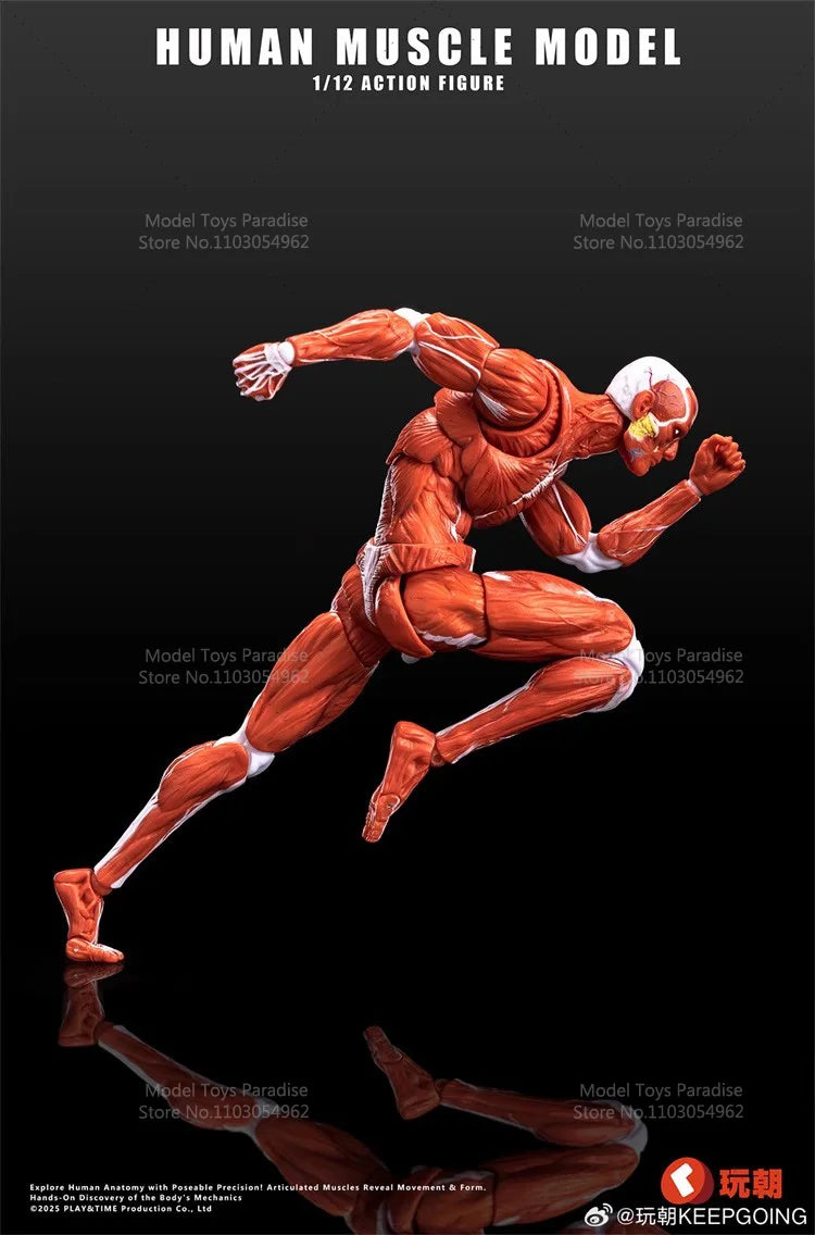 1/12 Collectible Toys Super Movable Human Muscle Painting Skeleton Soldier 6Inches Action Figure Model Gifts