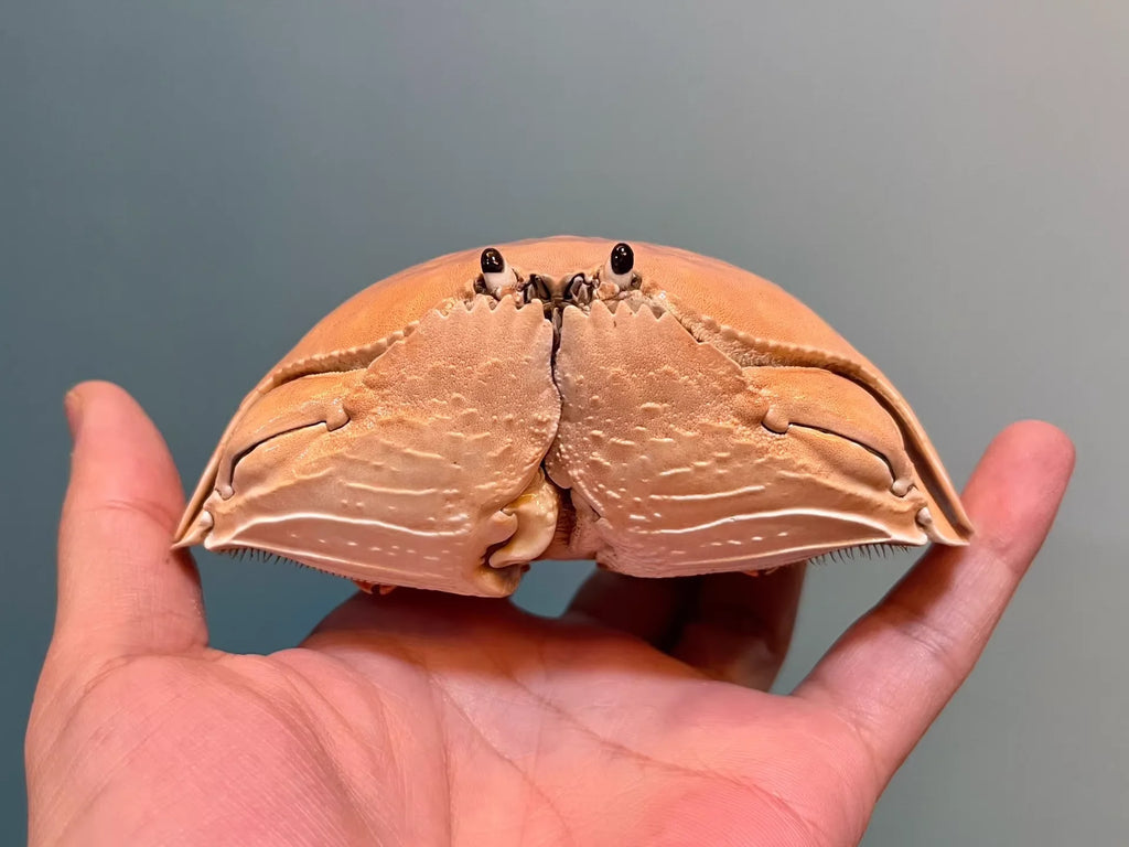 Calappa Calappa Real Crab Specimen Special Handicrafts Collectors Ornament Desk Decoration Customized