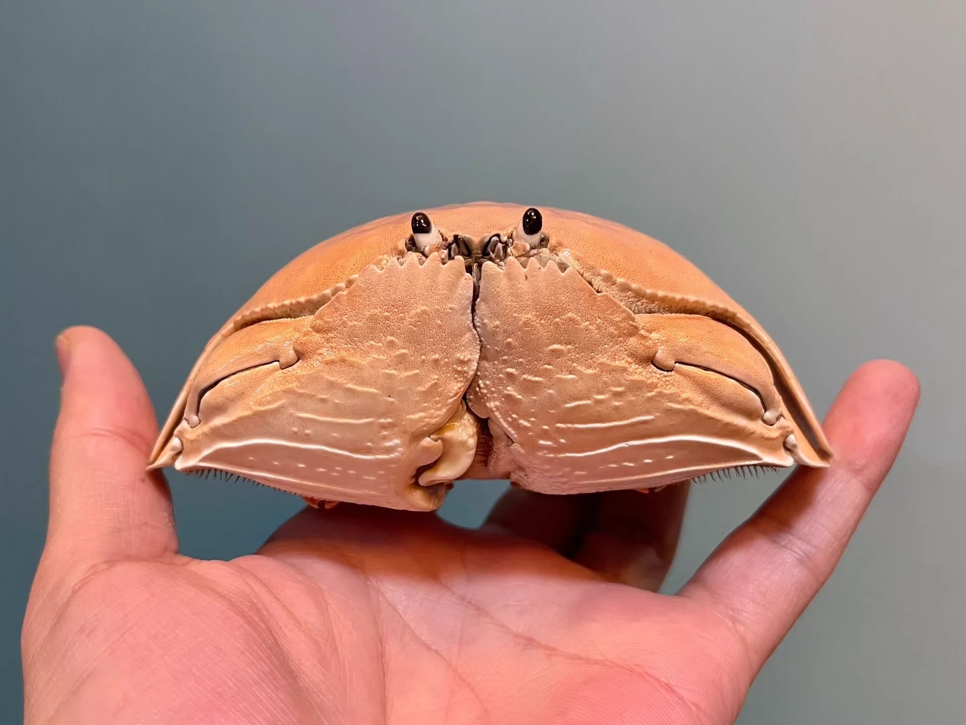 Calappa Calappa Real Crab Specimen Special Handicrafts Collectors Ornament Desk Decoration Customized