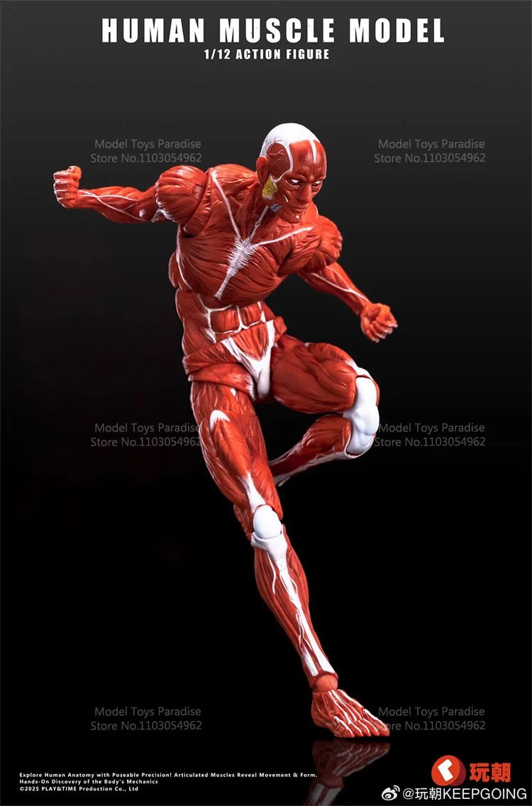 1/12 Collectible Toys Super Movable Human Muscle Painting Skeleton Soldier 6Inches Action Figure Model Gifts