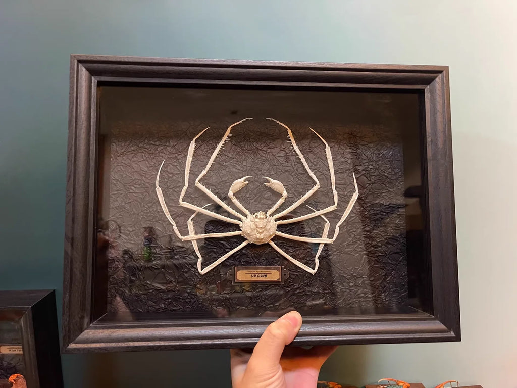 Platymaia Wyvillethomsoni Real Crab Specimen Special Handicrafts Collectors Home Decor Ornament Desk Decoration Customized