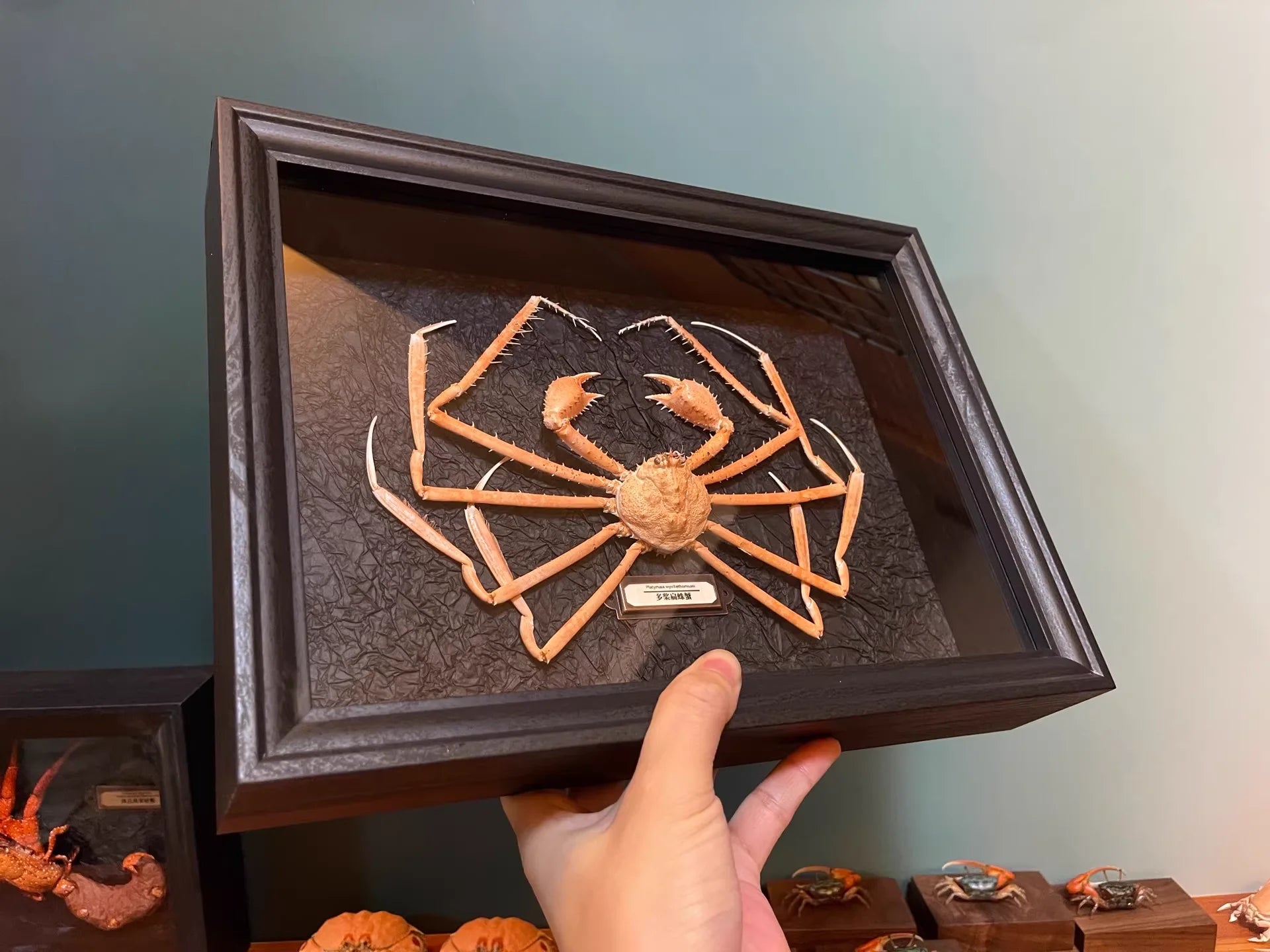 Platymaia Wyvillethomsoni Real Crab Specimen Special Handicrafts Collectors Home Decor Ornament Desk Decoration Customized
