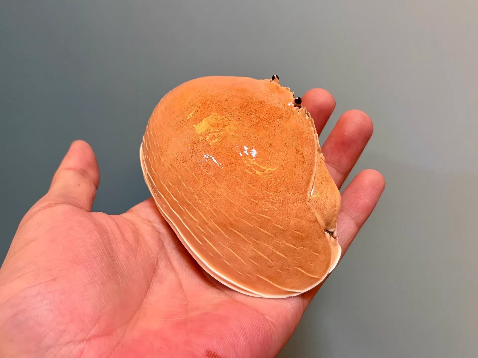 Calappa Calappa Real Crab Specimen Special Handicrafts Collectors Ornament Desk Decoration Customized