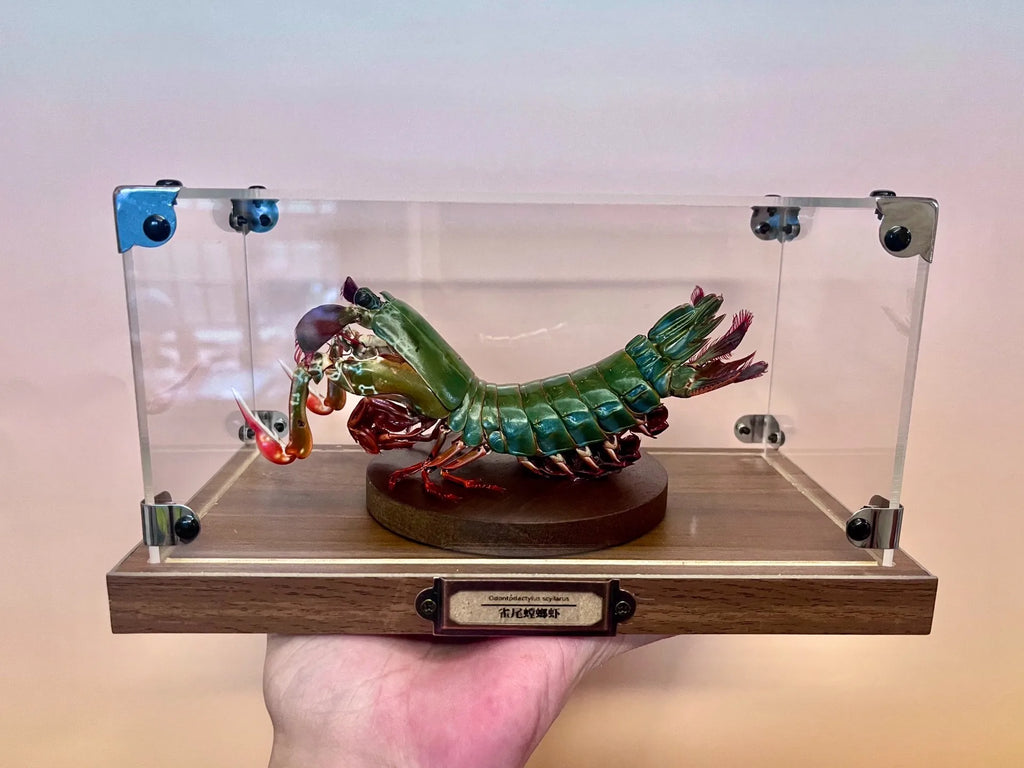 Odontodactylus Scyllarus Männliches echtes Exemplar, besonderes Kunsthandwerk, Sammlerstück, Heimdekoration, Ornament, Schreibtischdekoration, individuell