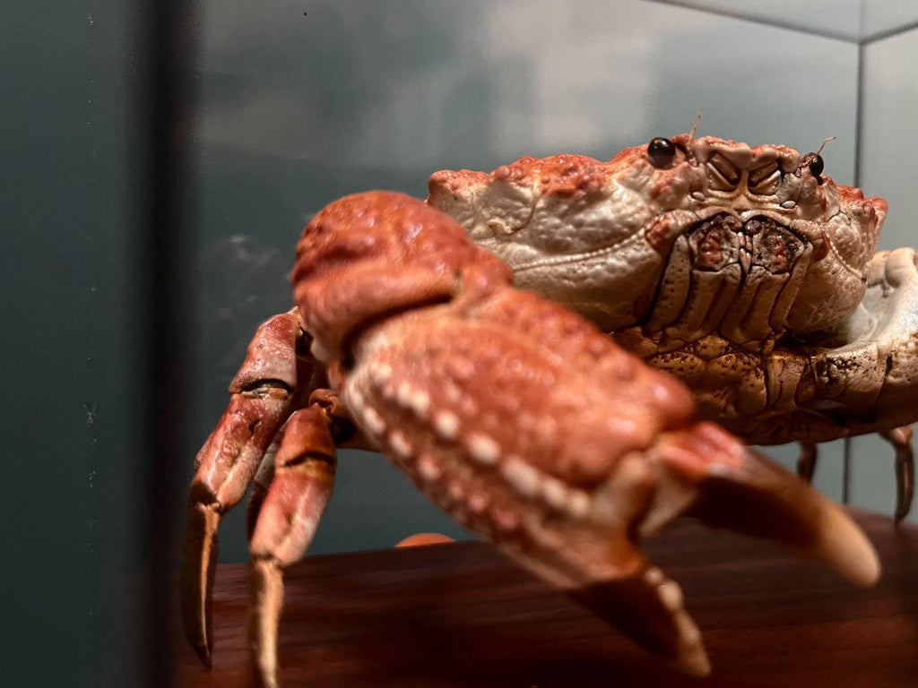 Demania Baccalipes Real Crab Specimen Special Handicrafts Collectors Home Decor Ornament Desk Decoration Customized