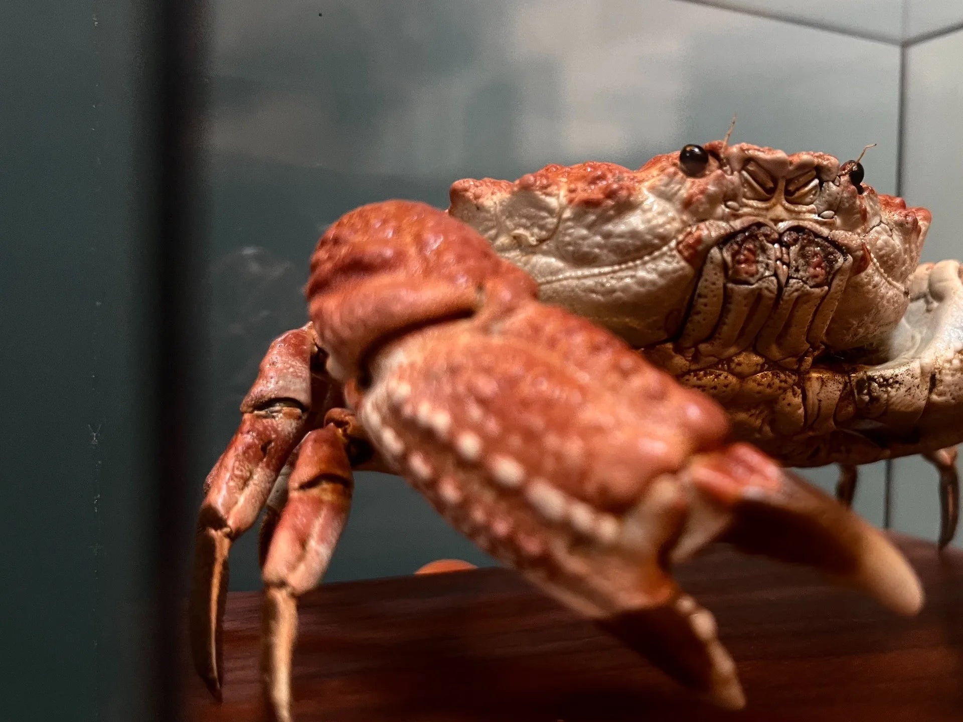 Demania Baccalipes Real Crab Specimen Special Handicrafts Collectors Home Decor Ornament Desk Decoration Customized