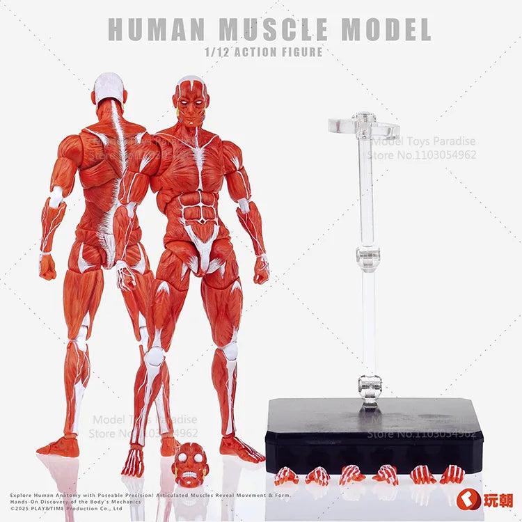 1/12 Collectible Toys Super Movable Human Muscle Painting Skeleton Soldier 6Inches Action Figure Model Gifts