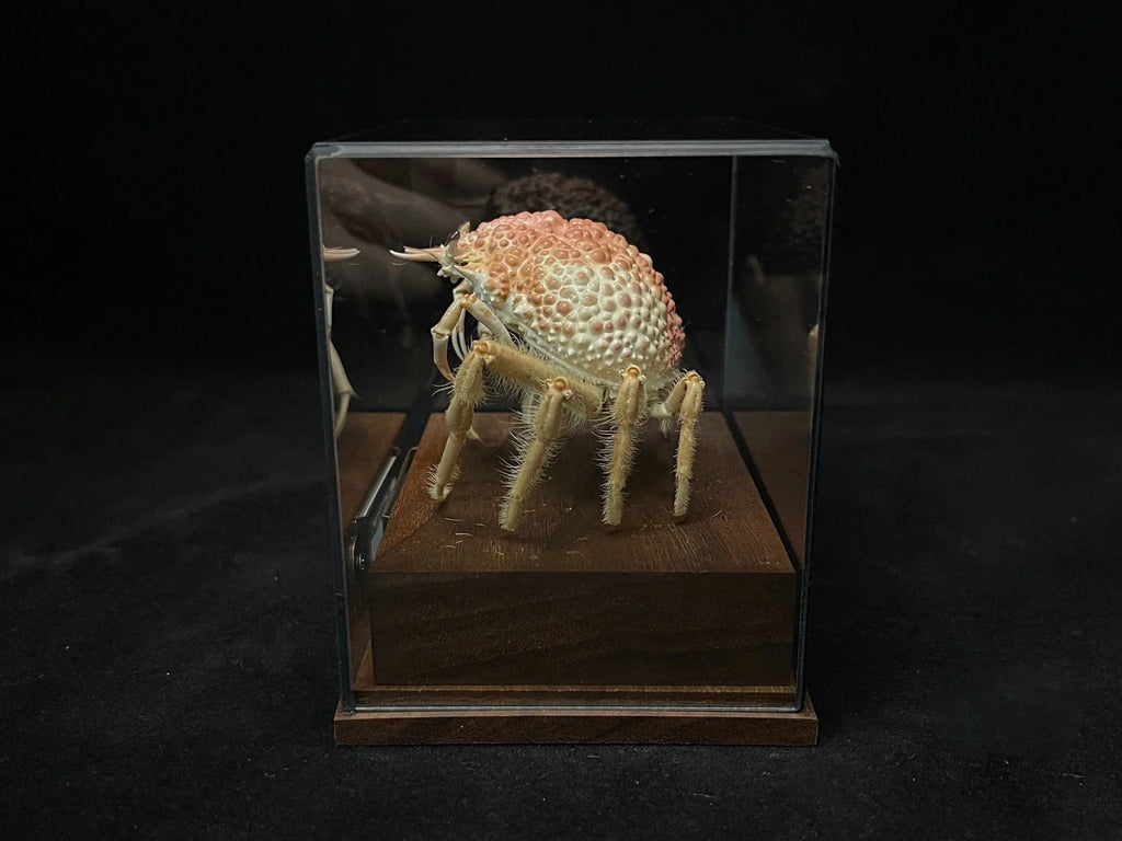 Maja Kominatoensis Real Crab Specimen Special Handicrafts Collectors Home Decor Ornament Desk Decoration Customized