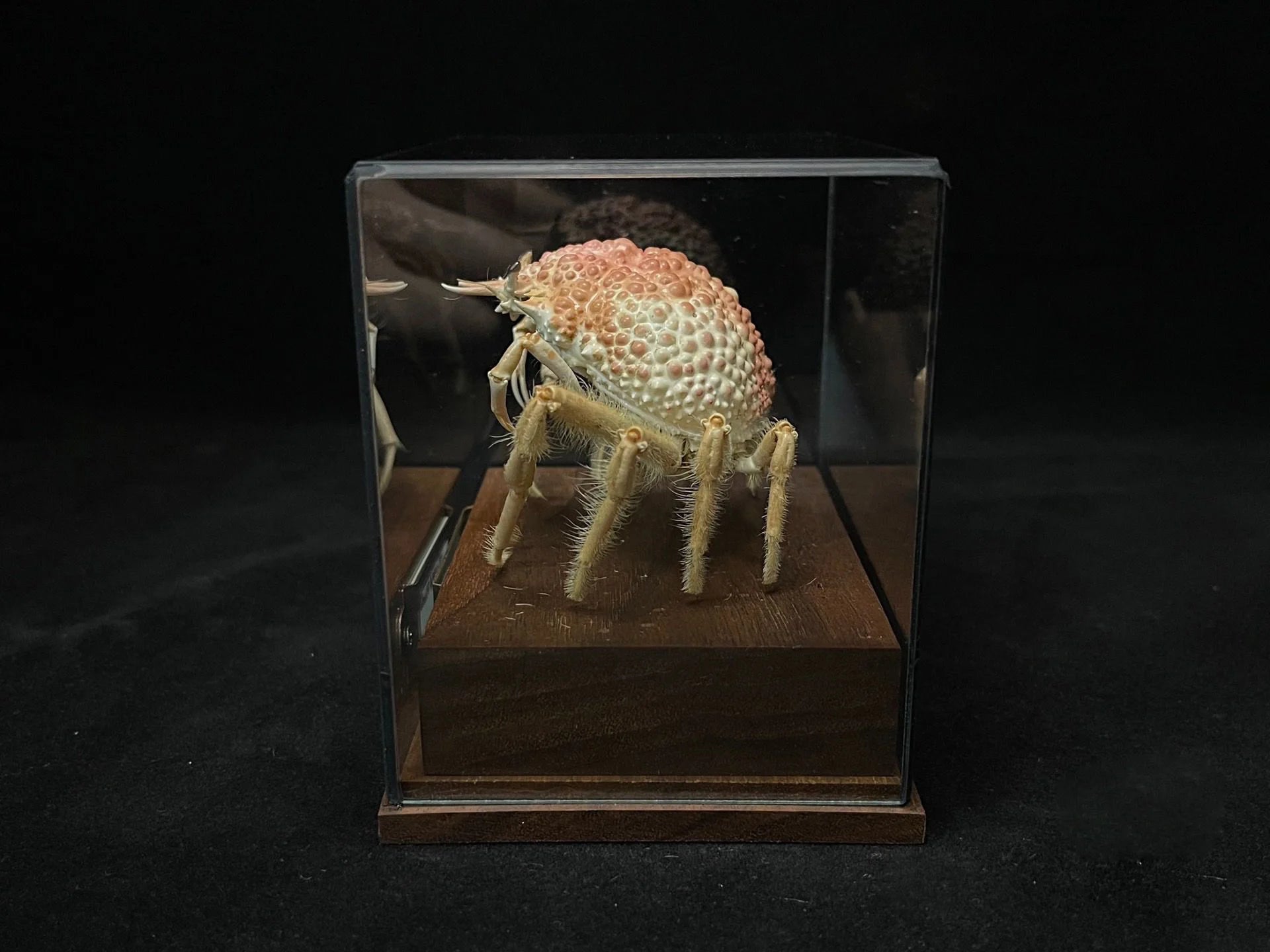 Maja Kominatoensis Real Crab Specimen Special Handicrafts Collectors Home Decor Ornament Desk Decoration Customized