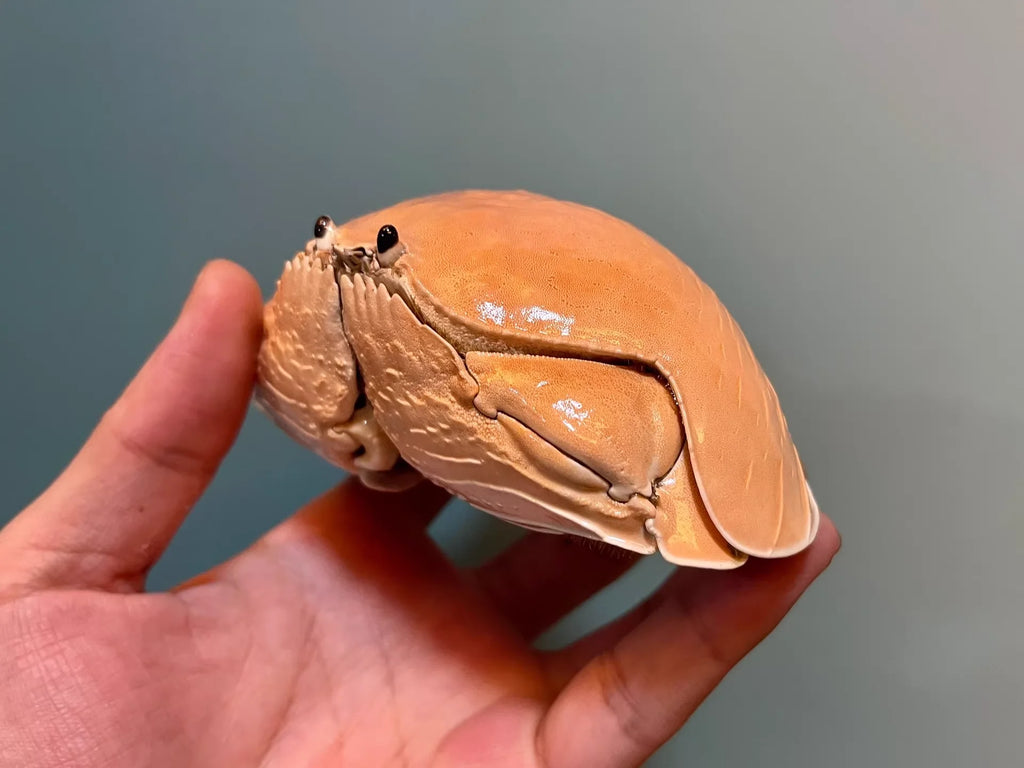 Calappa Calappa Real Crab Specimen Special Handicrafts Collectors Ornament Desk Decoration Customized