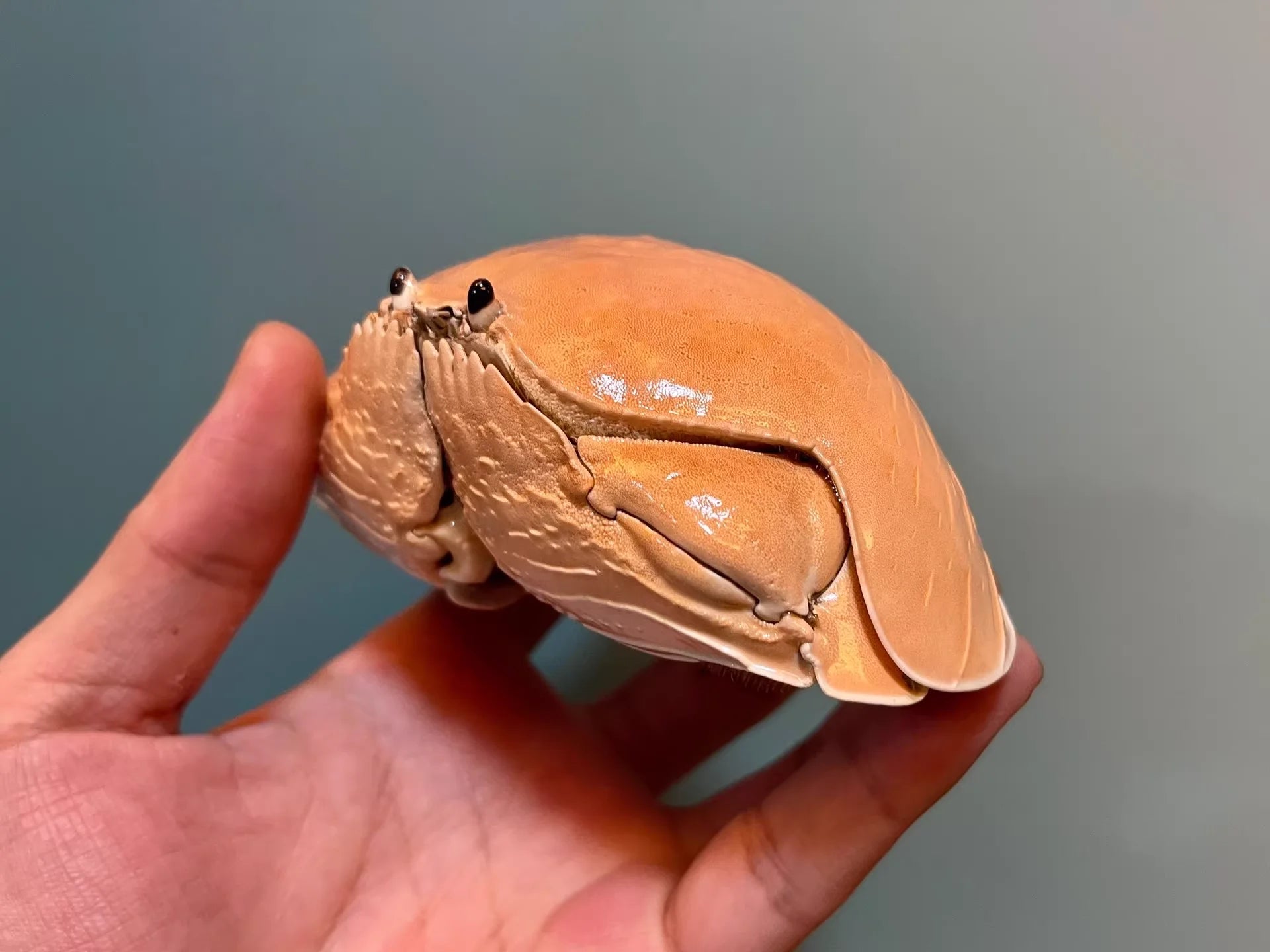 Calappa Calappa Real Crab Specimen Special Handicrafts Collectors Ornament Desk Decoration Customized