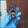 【Pre-ordered】the Starry Sky Ophiuchus/ Odysseus ND Hair Sculpture EX Accessories LC Saint Seiya Hades Myth Cloth Warrior