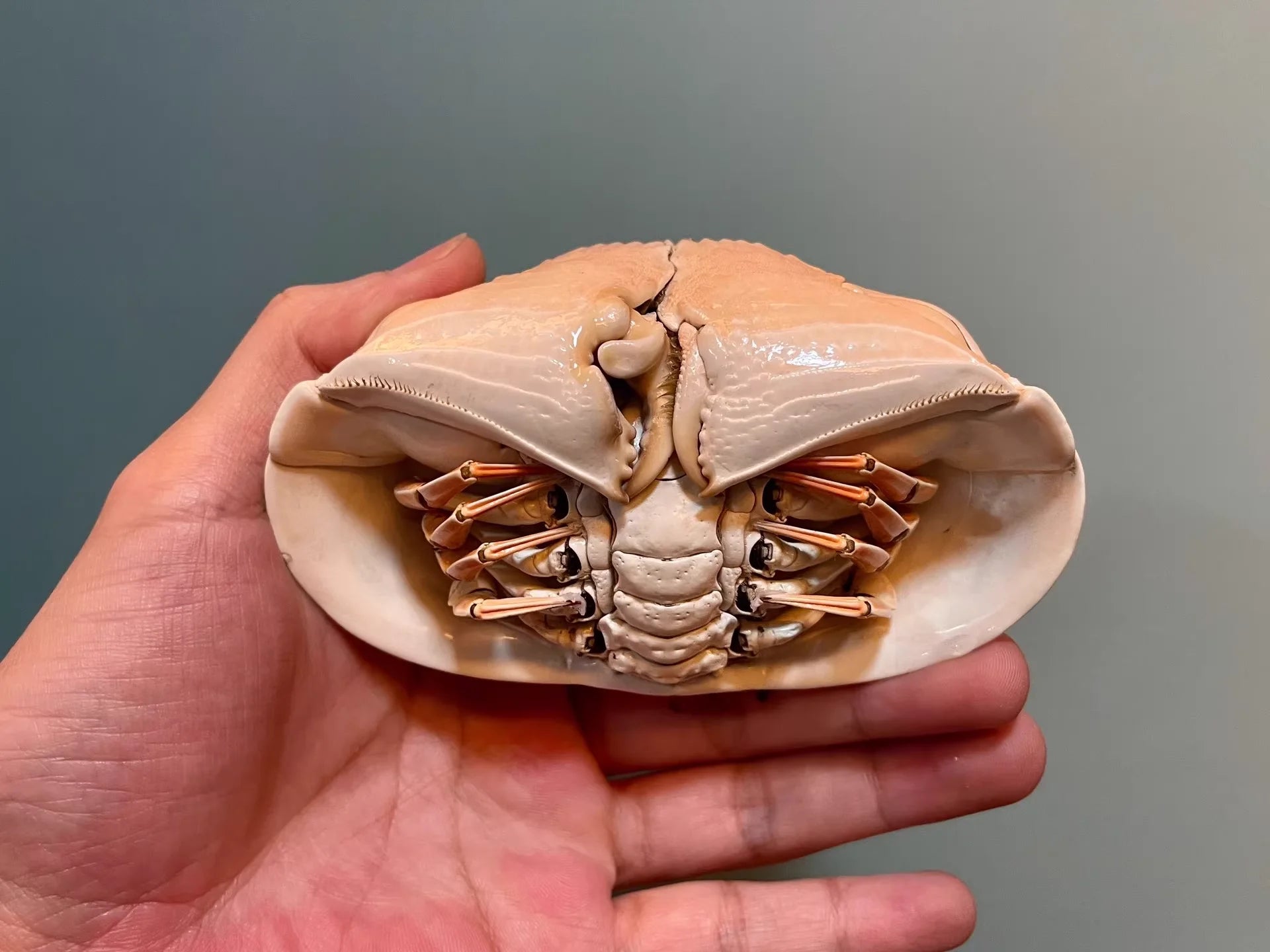 Calappa Calappa Real Crab Specimen Special Handicrafts Collectors Ornament Desk Decoration Customized