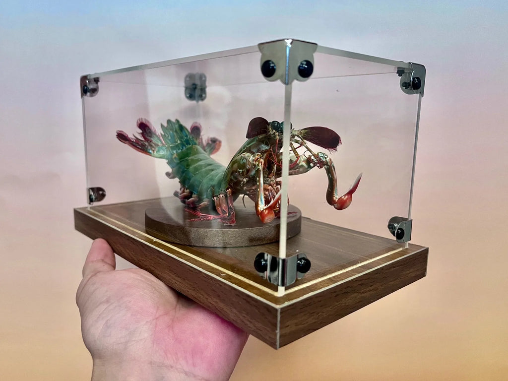 Odontodactylus Scyllarus Männliches echtes Exemplar, besonderes Kunsthandwerk, Sammlerstück, Heimdekoration, Ornament, Schreibtischdekoration, individuell