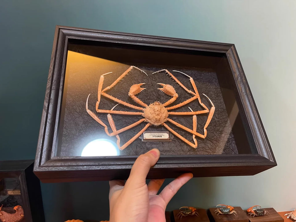 Platymaia Wyvillethomsoni Real Crab Specimen Special Handicrafts Collectors Home Decor Ornament Desk Decoration Customized