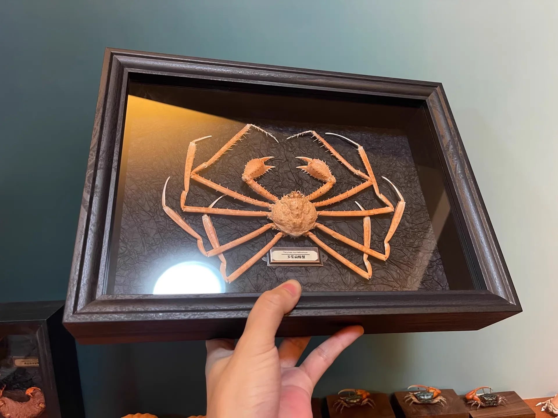 Platymaia Wyvillethomsoni Real Crab Specimen Special Handicrafts Collectors Home Decor Ornament Desk Decoration Customized