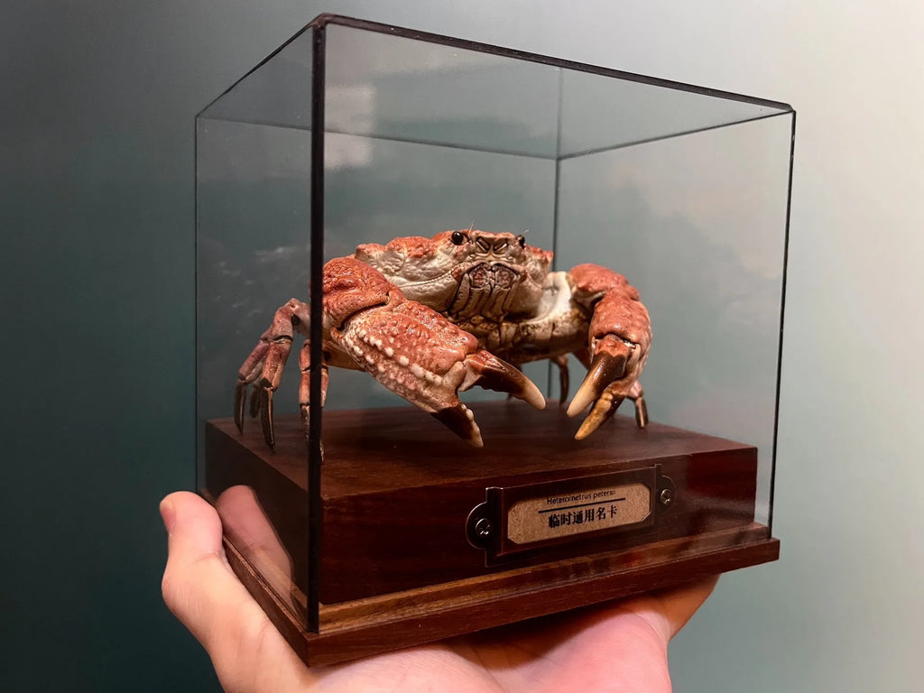 Demania Baccalipes Real Crab Specimen Special Handicrafts Collectors Home Decor Ornament Desk Decoration Customized