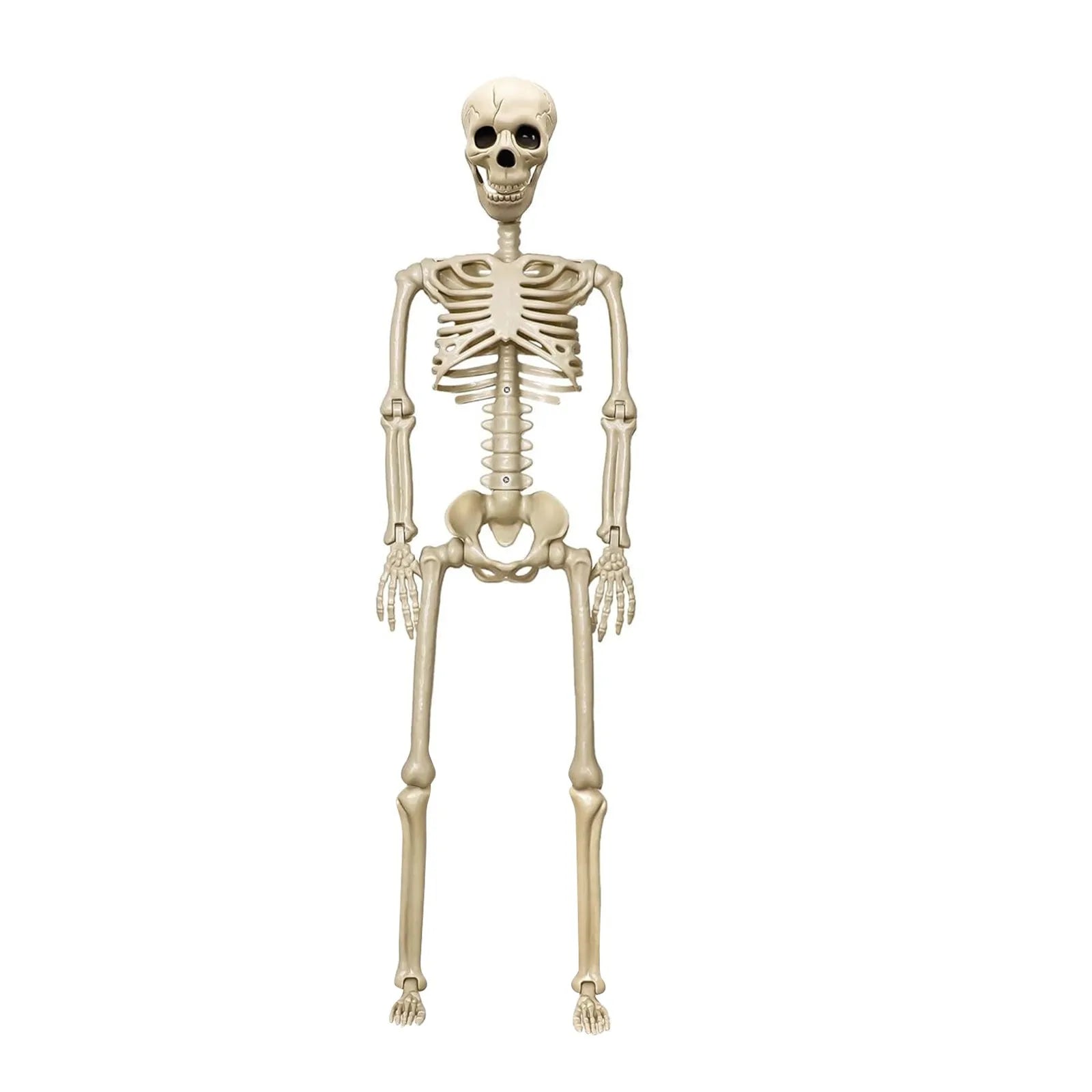 1pc Realistic Life Size Human Body Joints Skeleton Skull Adjustable Joints For Halloween Festival Horror Ornament