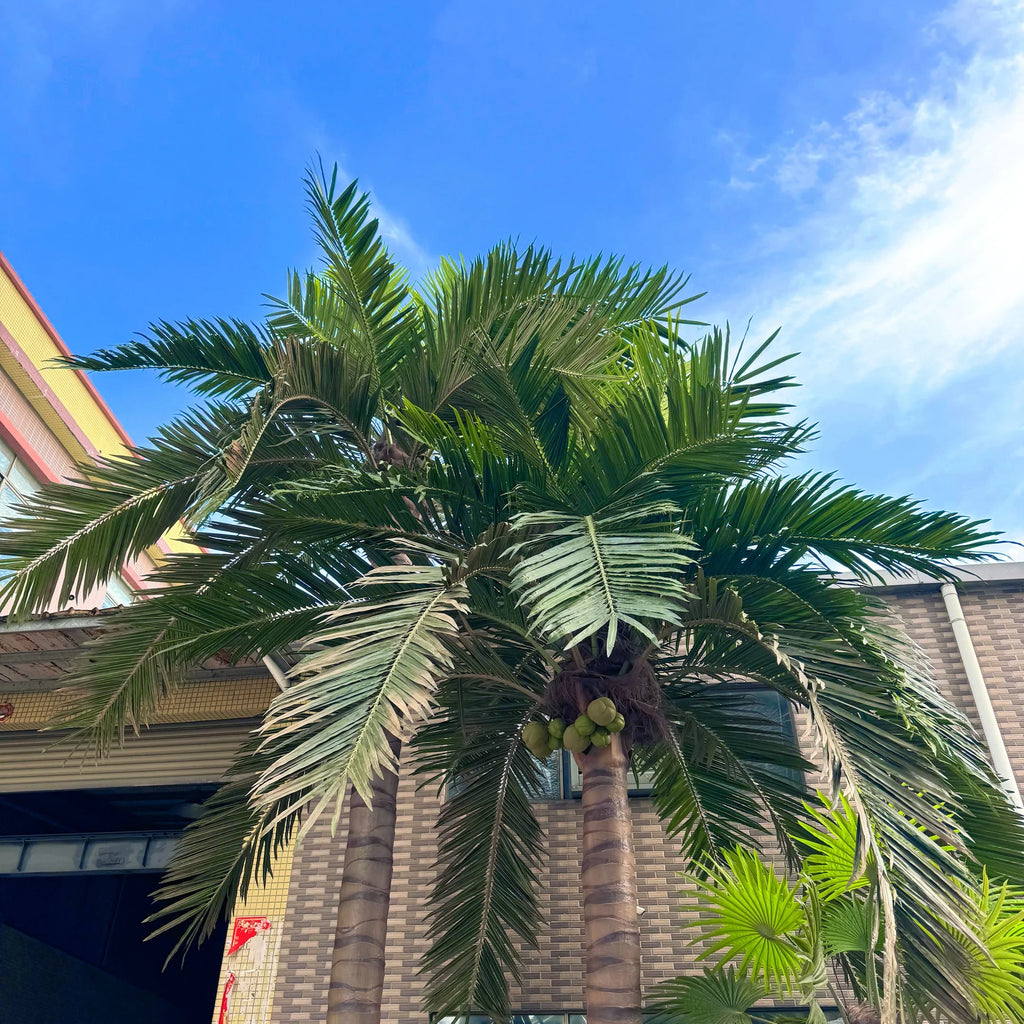 Big Faked Leaves Plants Outdoor Large Coconut Artificial Palm Trees for Home Garden Coastal Decor