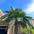 Big Faked Leaves Plants Outdoor Large Coconut Artificial Palm Trees for Home Garden Coastal Decor