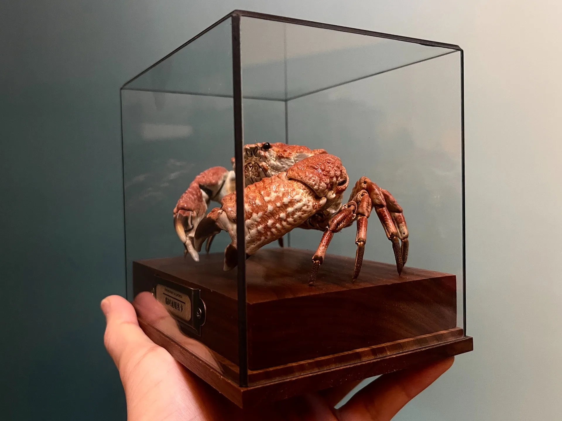 Demania Baccalipes Real Crab Specimen Special Handicrafts Collectors Home Decor Ornament Desk Decoration Customized