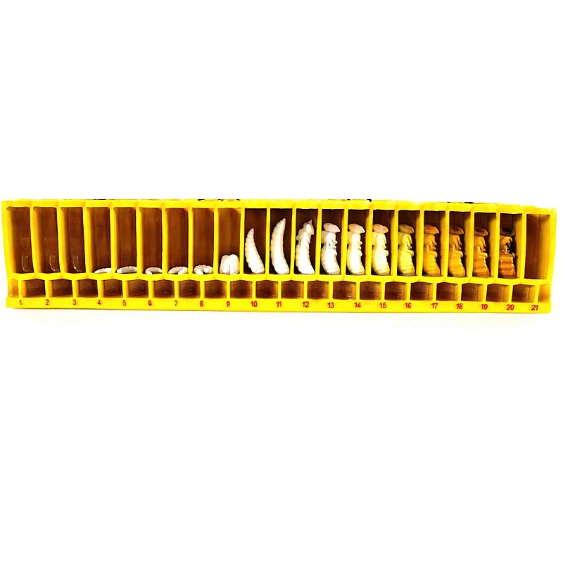 Große Bienen-Lebenszyklus-Form, Bienenzucht-Bildungs-Lehrform, GFK-Glasfaserverstärktes Kunststoffmaterial, Bienen-Lebenszyklus-Form