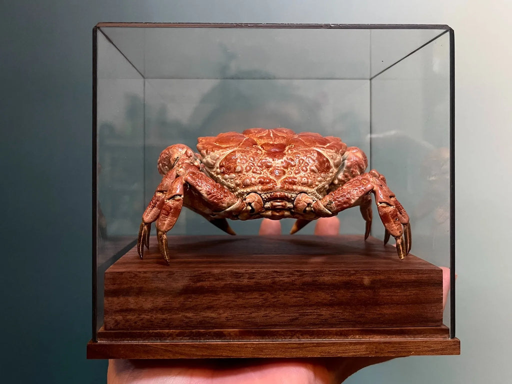Demania Baccalipes Real Crab Specimen Special Handicrafts Collectors Home Decor Ornament Desk Decoration Customized