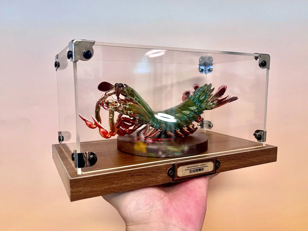 Odontodactylus Scyllarus Männliches echtes Exemplar, besonderes Kunsthandwerk, Sammlerstück, Heimdekoration, Ornament, Schreibtischdekoration, individuell
