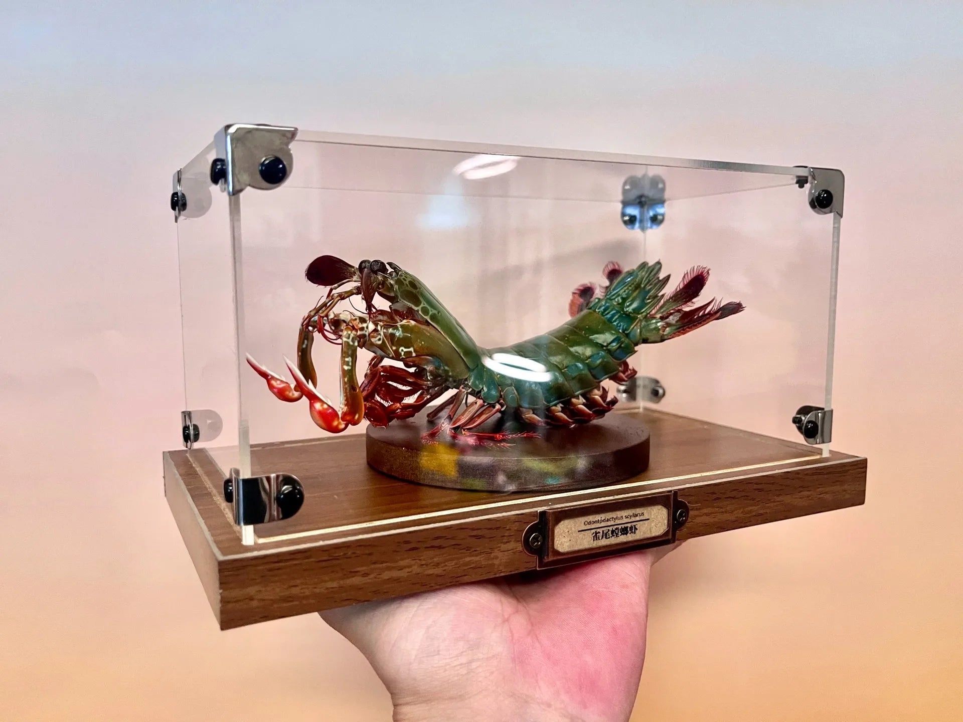 Odontodactylus Scyllarus Männliches echtes Exemplar, besonderes Kunsthandwerk, Sammlerstück, Heimdekoration, Ornament, Schreibtischdekoration, individuell