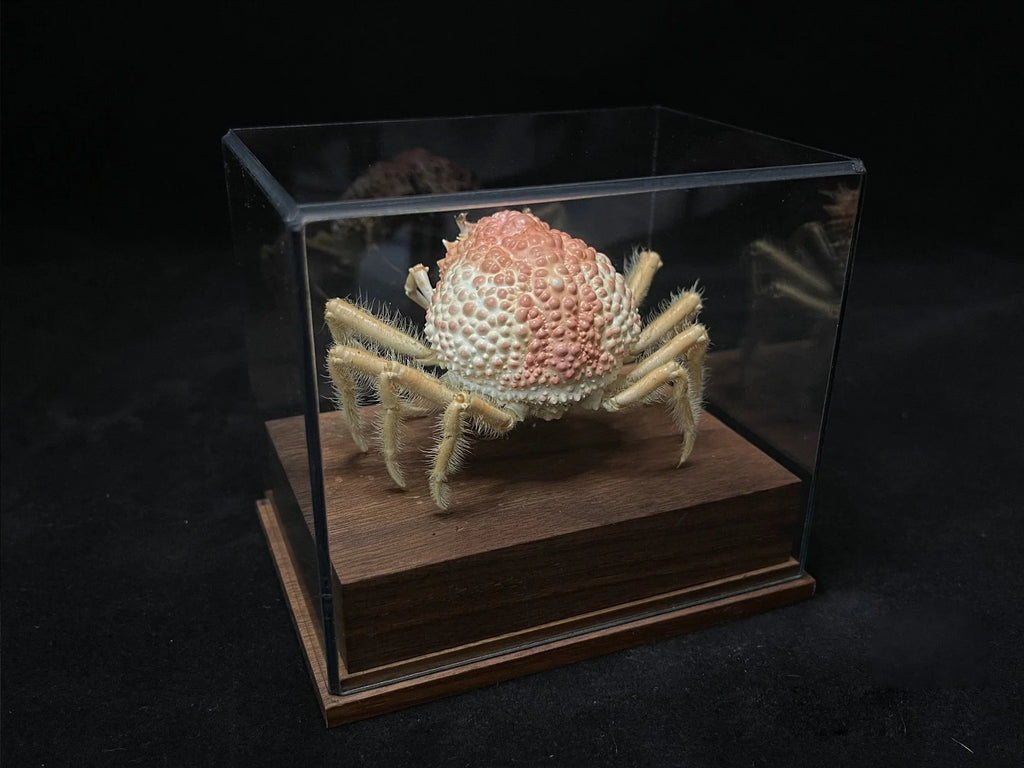 Maja Kominatoensis Real Crab Specimen Special Handicrafts Collectors Home Decor Ornament Desk Decoration Customized